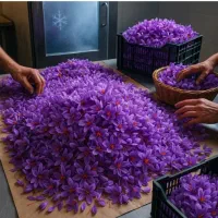 نیروی خانم برای چیدن گل