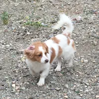 اشپیتز شیش ماه واکسن خورده شناسنامه دار