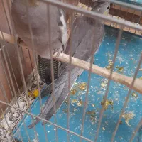 فروش جوجه عروس هلندی|پرنده|یاسوج, |دیوار