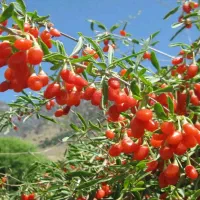 فروش انواع نهال مثمر و غیر مثمر و صنوبر|خدمات باغبانی و درختکاری|سنندج, |دیوار