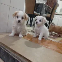 سگ پاکوتاه|سگ|شهریار, کهنز|دیوار