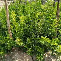 نهال|خدمات باغبانی و درختکاری|خفر, |دیوار