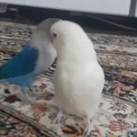 طوطی برزیلی|پرنده|اردبیل, |دیوار