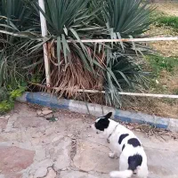 سگ پاکوتا ماده|سگ|محمدشهر, عباس آباد|دیوار