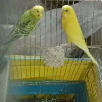 یک جفت مرغ عشق
