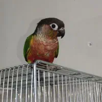 گرینچیک|پرنده|خمینی‌شهر, |دیوار