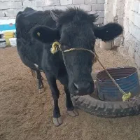 گاوابستن سنگین ۸ ماه