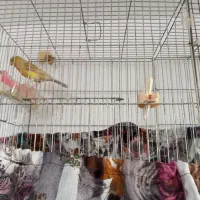 قناری نر بخون|پرنده|شهریار, شهریار|دیوار