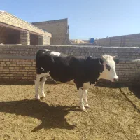 گوساله چاق