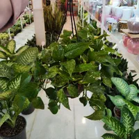 گل آپارتمانی پتوس آویز دار بنجامین آگلونما قاشقی|گل و گیاه طبیعی|قم, نیروگاه|دیوار