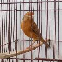 قناری شتری سرخ|پرنده|شیراز, شیشه‌گری|دیوار