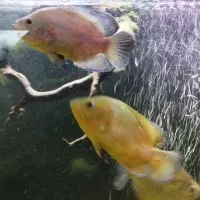 هفت عدد ماهی جهت معاوضه|ماهی|مهاجران, |دیوار