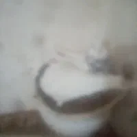 کتوترطوقی|پرنده|فردوس (خراسان), |دیوار