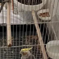 عروس هلندی گمشده|حیوانات|شیراز, لب آب|دیوار