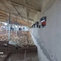 فروشِ زیرِ قیمتِ مرغداری گوشتی تا ۲۸ بهمن۱۴۰۴