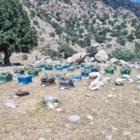 فروش کندو با زنبور عسل