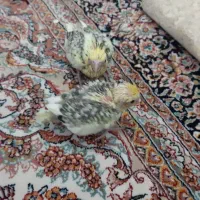 طوطی عروس|پرنده|ری, ظهیرآباد|دیوار