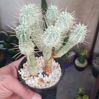 گیاه کاکتوس افوربیا