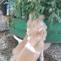 یک عدد  بچه  خرگوش  نر دوماهه