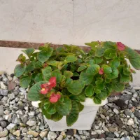 گلهای طبیعی سانسوریا ویشم|گل و گیاه طبیعی|بندر انزلی, چهارفریضه|دیوار