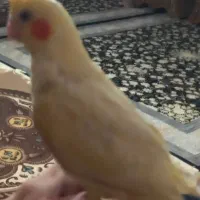 گم شدن عروس هلندی