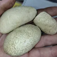 مهره اصلی خر