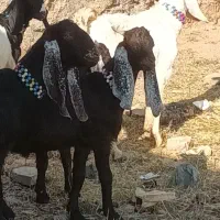 ۱۰ عدد بزغاله ماده دوقلو وسه قلو جنس خوب