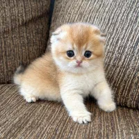 مجموعه گربه های زیبا و پرورش خانگی و آرام|گربه|شیراز, ابیوردی|دیوار