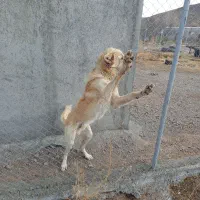 سگ سرابی نر