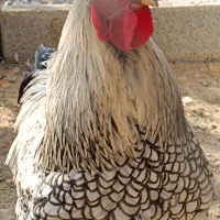 خروس ویاندوت|حیوانات مزرعه|کرج, حیدرآباد|دیوار