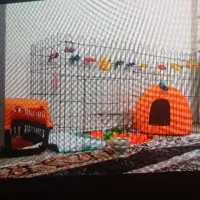 شیتزو عروسکی سایز کوچیک 9تومن