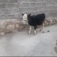 سلام گاو یا گوساله سیمنتال ماده بهترین جنس