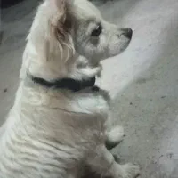 سگ.