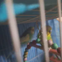 پرنده