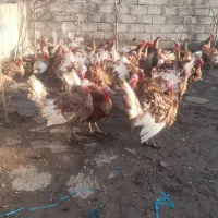 بوقلمون بربون طبیعی اصل|حیوانات مزرعه|اردبیل, |دیوار