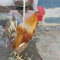 2 عدد خروس 1ساله