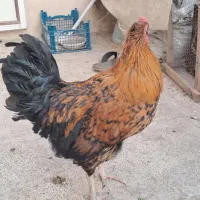 یک عدد خروس جوان