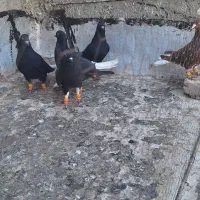 ۵تا دمسفید بشرط پرش|پرنده|الوند, |دیوار