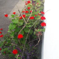 گل شمعدانی پایه بلند نارنجی با دوام|گل و گیاه طبیعی|رشت, یخسازی|دیوار