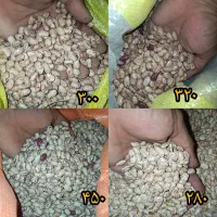 انواع برنج ایرانوحبوبات ولوبیاوعناب ونخودولپه عدس