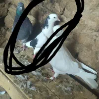 ماده تیکه پاره گم شده