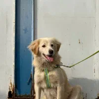 سگ اشپیتز ۹ماهه ماده تمیز باهوش فرمان پذیر ۳۵۰۰