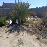 بوقلمون زنده ،گوشت بوقلمون