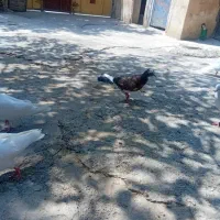 کبوتر