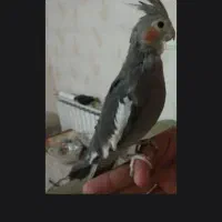 معاوضه عروس هلندی بالغ