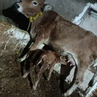 گاو شکم دوم 4ندان با گوساله نر