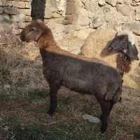 2عدد بره یکی نره یکی ماده سالم خوش خوراک.