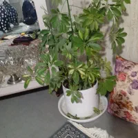 گل شفلر|گل و گیاه طبیعی|سبزوار, باهنر|دیوار