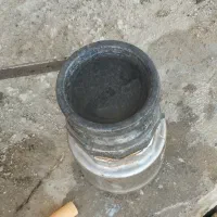 شیر سه اینج سالم