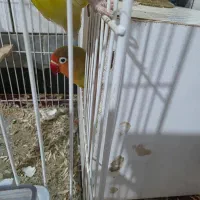 جفت پرنده برزیلی|پرنده|تربتحیدریه, حسنی بالا|دیوار